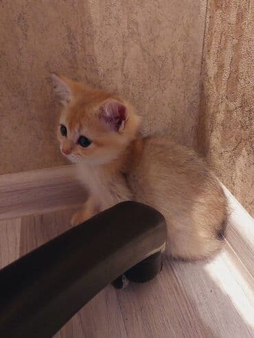 bala haski: Qızıl şinşilla, Erkək, Dişi, Ünvandan götürmə — 6