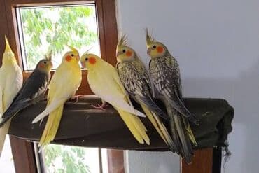 danişan papuqay: Korella Tutuquşuları öz yetişdirdiyim sağlam balalar🦜 — 2