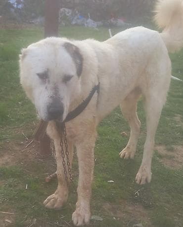 rottweiler satisi: Qurdbasar — 2