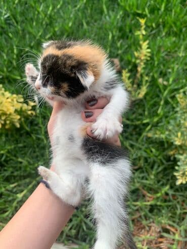 котики в добрые руки: В добрые руки — 3