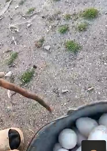 Məhsul: Qaz yumurtası və bala qazlar Təsvir: - Təbii şəraitdə, açıq