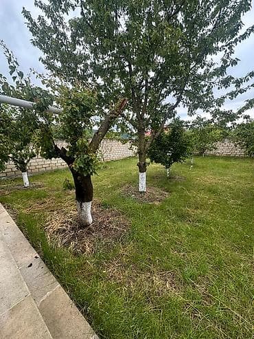 Bağ evlərinin satışı: Bakı, 1200 kv. m, 7 otaqlı, Hovuzsuz, Su — 6