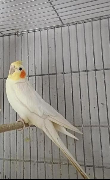 корелла: 2 Aylığ bala Karella alıram bu rəngdə Qiymət 20 m .cinsiyət fərqi — 1