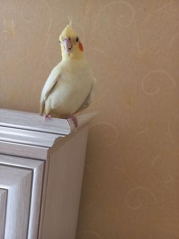 korella quş: Növ: Nimfa (Cockatiel), sarı/albino rəng çaları Xüsusiyyətlər: - Başda — 6