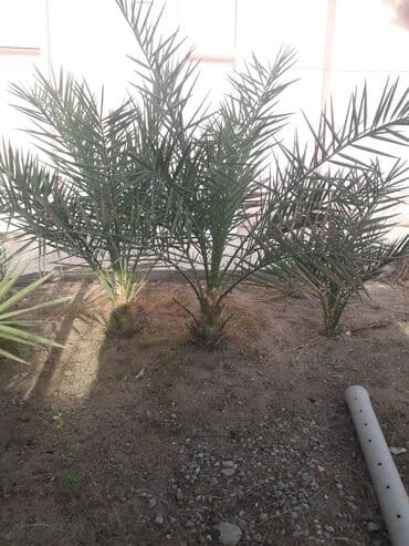 evkalipt ağacı satilir: Ağaclar — 2