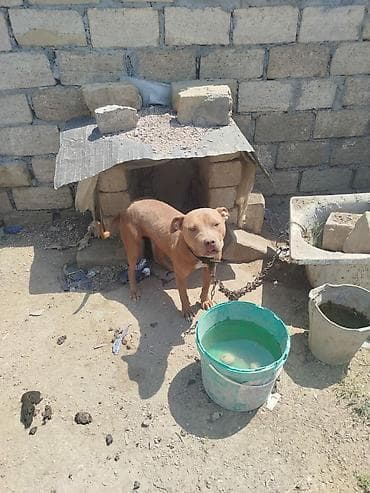 dovsan satışı: Pitbul, 1 il, Dişi, Peyvəndli — 3
