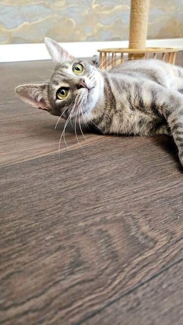 alisanın pişiyinin adı nə idi: Dişi, Yaxşı əllərə — 8