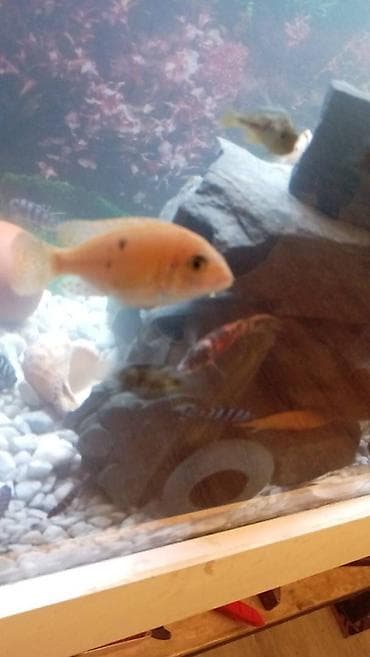 gencede it satisi: Limon fayfiş multikalor ləpart — 6