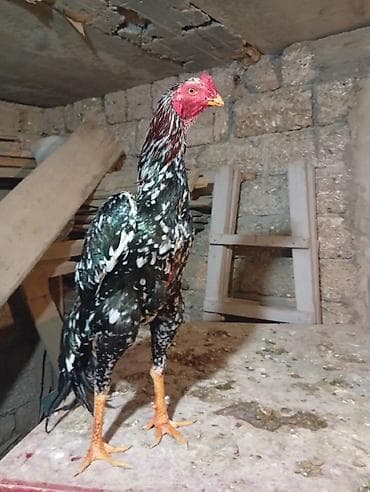 Satılır: rəngarəng naxışlı döyüş xoruzu - Cins/type: Uzunboylu — 2