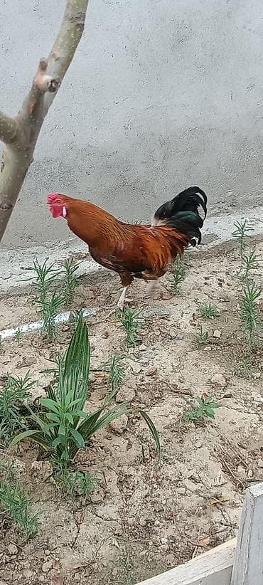 xoruz satışı: Satılır: Xoruz - Rəng: yanıq-sarı/qırmızı bədən, qara-yaşıl parıltılı — 1