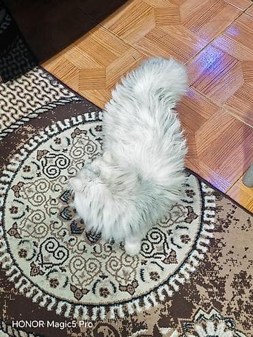 coban iti satilir: Şinşilla, Dişi, Yaxşı əllərə — 2