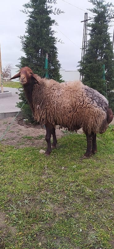 it adlari qiz: Qala cinsi Erkek 2 yaş 4 ayliqdi qizgin erkekdi sürmeyi süperdi — 2