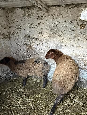 Digər heyvanlar: Qoyunlar ərkər toğlu — 3