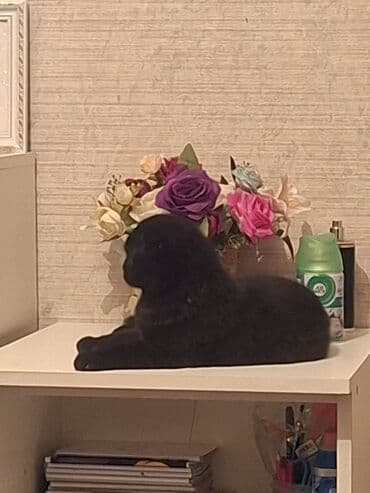 вислоухие коты серые: Шотладская вислоухая — 4