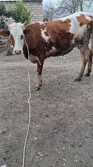 Heyvanlar: Dişi, Simental, il: 2, Südlük, Ünvandan götürmə — 5