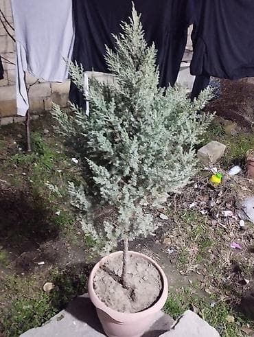 Saksıda ardıc (Juniperus) dekorativ iynəyarpaq bitki. - Bitki tipi