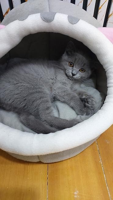 qoyunun disleri: Britan, Erkək, Dişi, Yaxşı əllərə, Ünvandan götürmə, Ödənişli çatdırılma — 4