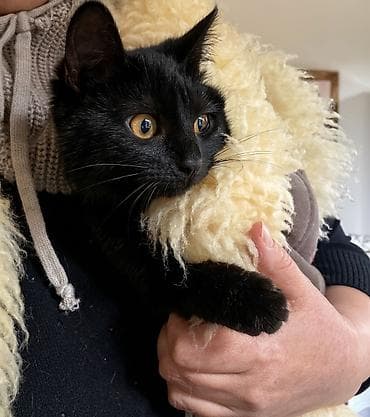 pisik etibarli ellere verilir: Dişi, Yaxşı əllərə — 1