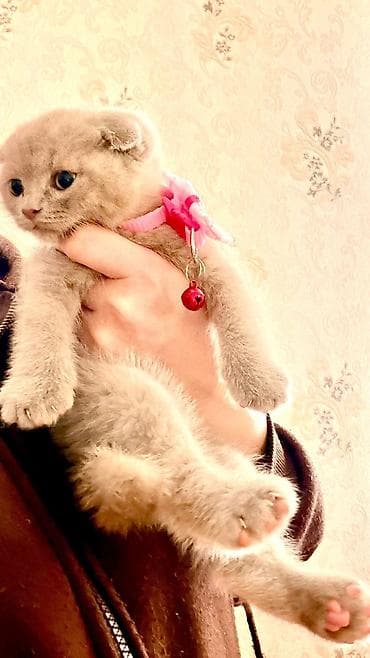 pişik boyunbağı: Şotland — 4