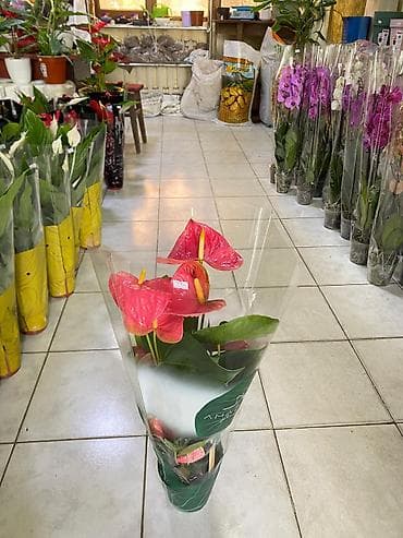 bakida gobelek toxumu: ƏLAQƏ TEL : 050-557-56-51 8 marta özəl yeni hədiyyəlik — 1