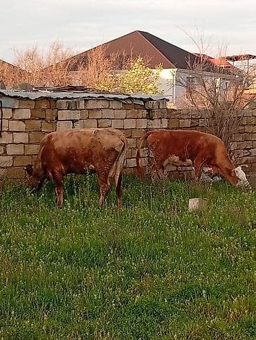 alabay dişi: Salam aleykum qirmizi martin 16 si ci balaya suni mayalanma olunub — 5