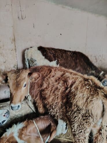 simental erkek dana: Saxlamali erkey danadi yeyimcil heyvandi 5 aylixdi bos yere narahat — 1