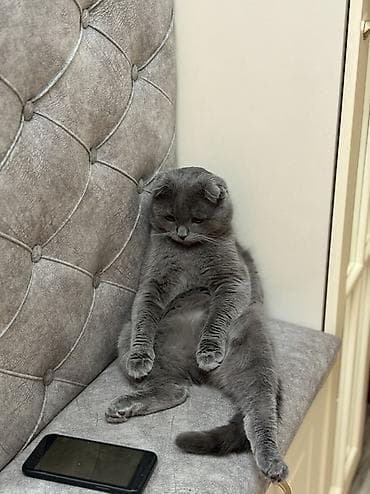 Другие животные: Шотладская вислоухая, Самец, В добрые руки, Самовывоз — 2