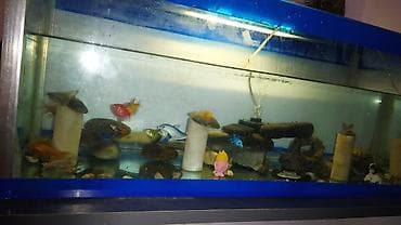 Quşlar: Akvaryum komplekti – dekorasiyalı və balıqlarla - Şüşə akvaryum, mavi — 1