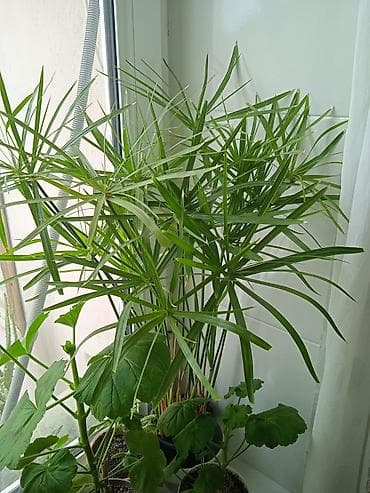 tikanli bitkiler: Сциндапсус N-Joy — 10