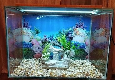 akvarum baliqlari: Dördbucaq akvarium, 40 l, Pulsuz çatdırılma — 4