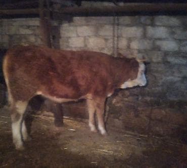 cuce yemleri: Dana, buzov, Dişi, Simental, ay: 10, 3000 kq, Damazlıq, Ətlik, Ünvandan götürmə — 3