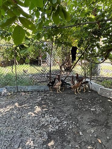 tap.az iri buynuzlu heyvanlar: Təmiz döyüşgən gütü 70 m — 1