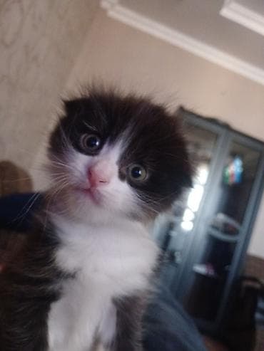 Yumşaq tüklü, qara-ağ rəngli balaca pişik balası. Üzündə və sinəsində