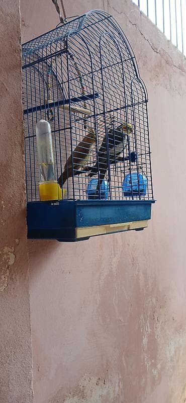 Növ: Nimfa (Cockatiel) cütlük Təsvir: Şəkillərdə göründüyü kimi iki — 2