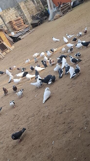 Mercedes-Benz: Satılır — 2