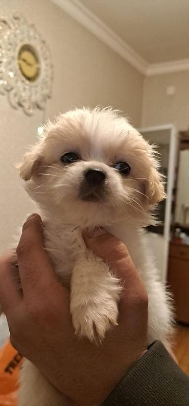 Pekines, 2 ay, Dişi