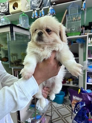 Pekines, 2 ay, Dişi lalafo.az -da Pekines, 2 ay, Dişi