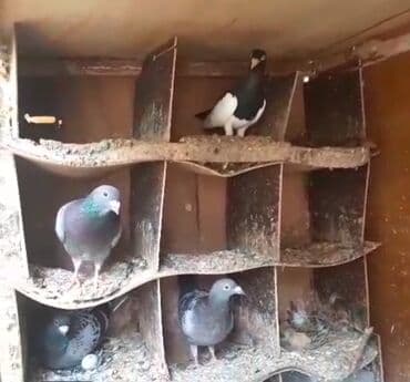 əbabil quşunun qiyməti: Göyərçinlər
cütü 35 AZN — 1