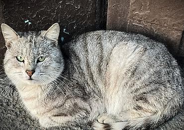 Самец, Самовывоз — 2