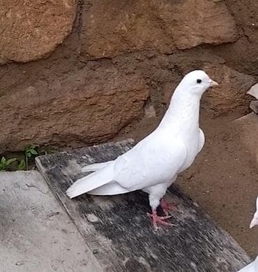 masalli goyercini: Erkey — 3