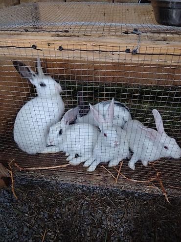 setter it cinsi: Ağ rəngli dekorativ/ferma dovşanları - Rəng: tam ağ, bəzilərində — 1