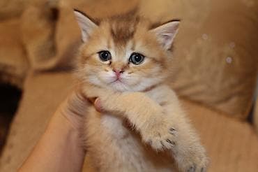 sfinks pişik: Qızıl şinşilla, Erkək, Dişi — 3