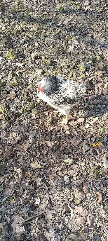 Козы, козлята: Məhsul: Ev quşu – toyuq (xüsusi rəng çalarını olan qarışıq — 2