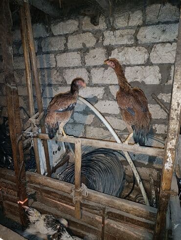 toyuq cücə satışı: Xoruz, il: 1, Ödənişli çatdırılma — 2