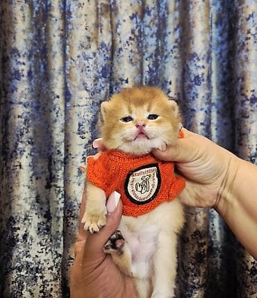 pişikləri: Britan, Erkək, Yaxşı əllərə, Ödənişli çatdırılma — 2