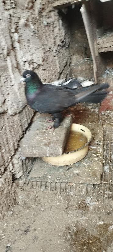 Məhsul: Ev göyərçinləri (qarışıq rəng və cinslər) Təsvir: -