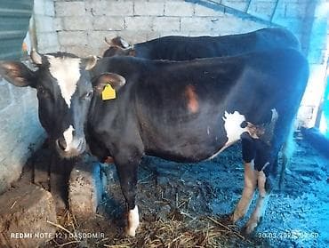 it bazari hardadi: Düyədir.kələ getməyib Holdişteyin sortudur Saglam öz qapimizin — 1