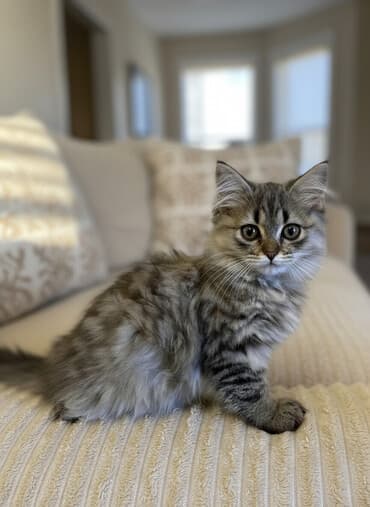 cutlesdirmek ucun pisik: Şinşilla, Erkək — 1