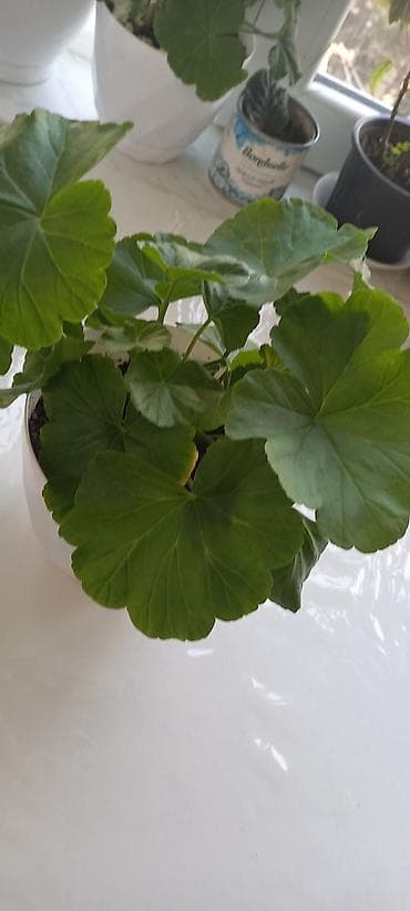 semeni sekli: Otaq gülləri – kolleksiya sortları - Impatiens (balsamin) – — 6