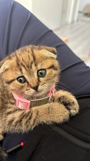 pişik pers: Şotland — 2